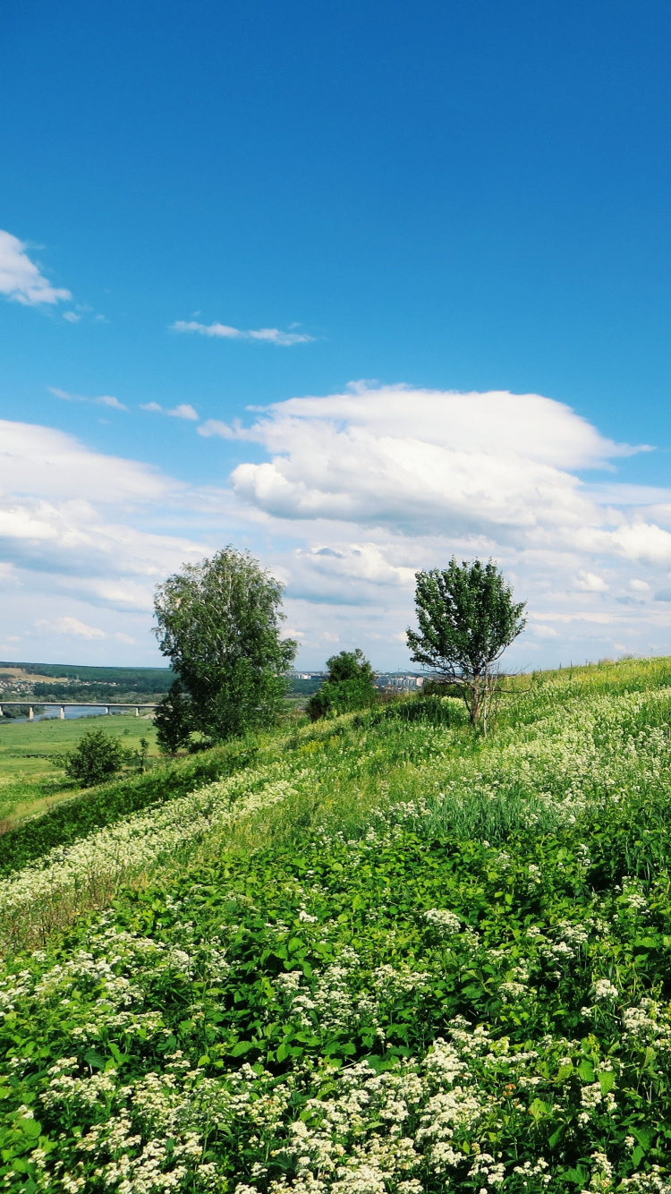 Обои сенокосное угодье, природа, поле, растительность, луг в разрешении 750x1334