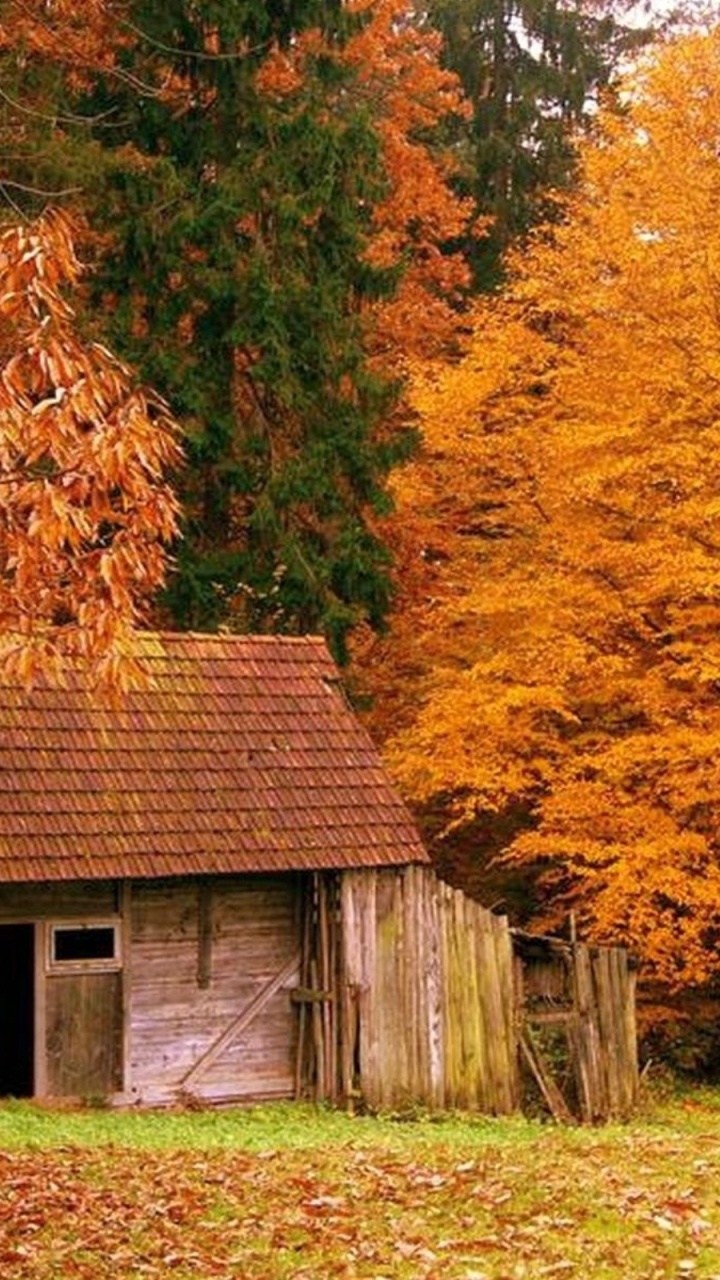 Обои осень, дерево, лист, природа, листопадные в разрешении 720x1280