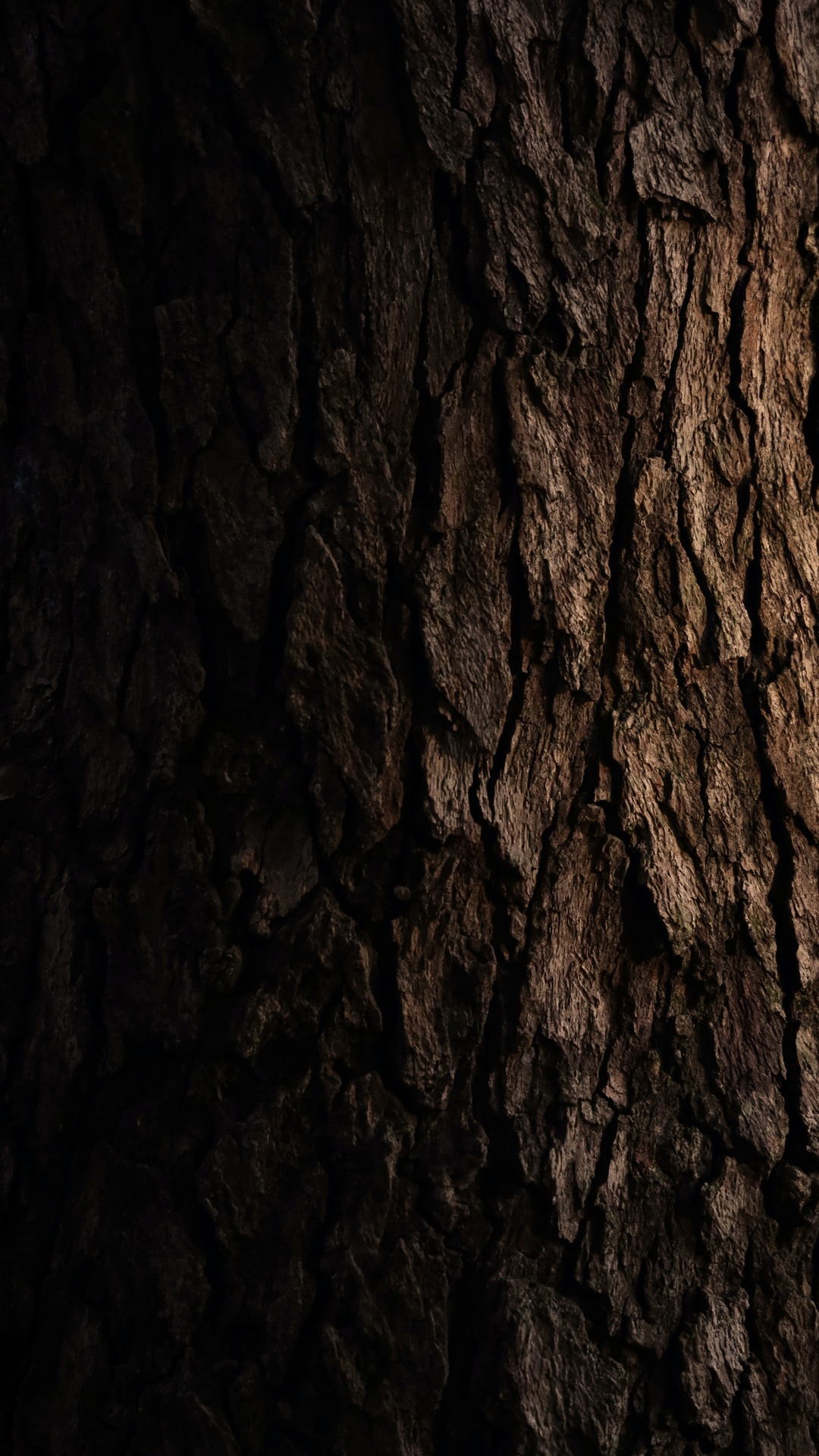 Обои формирование, дерево, древесина, Кора, текстура в разрешении 1080x1920
