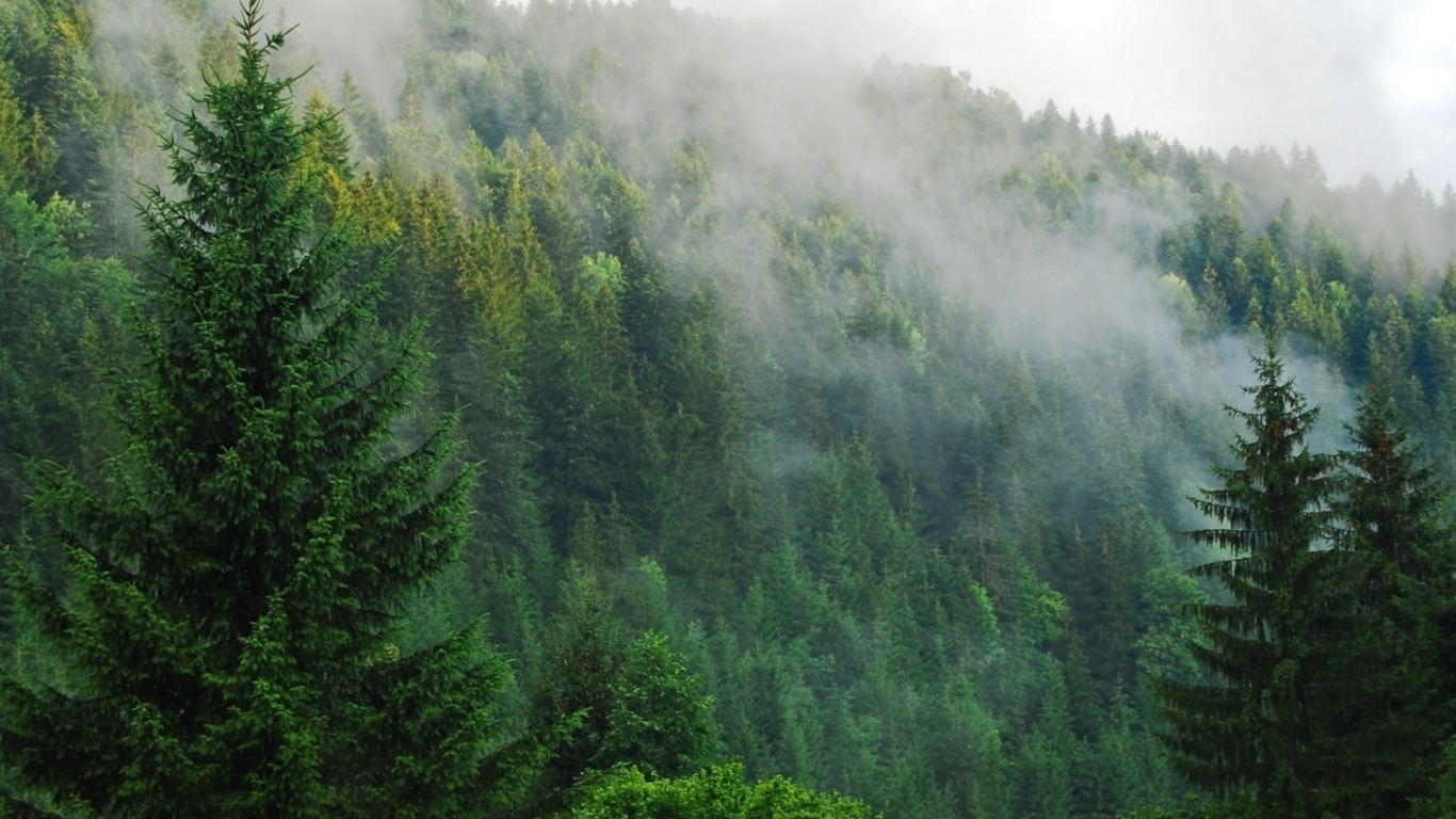 Обои лес, дерево, природа, растительность, карманные компьютеры в разрешении 1366x768