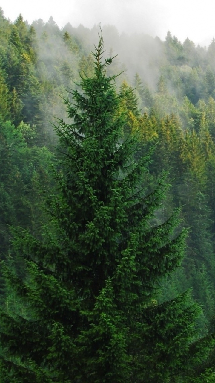 Обои лес, дерево, природа, растительность, карманные компьютеры в разрешении 720x1280