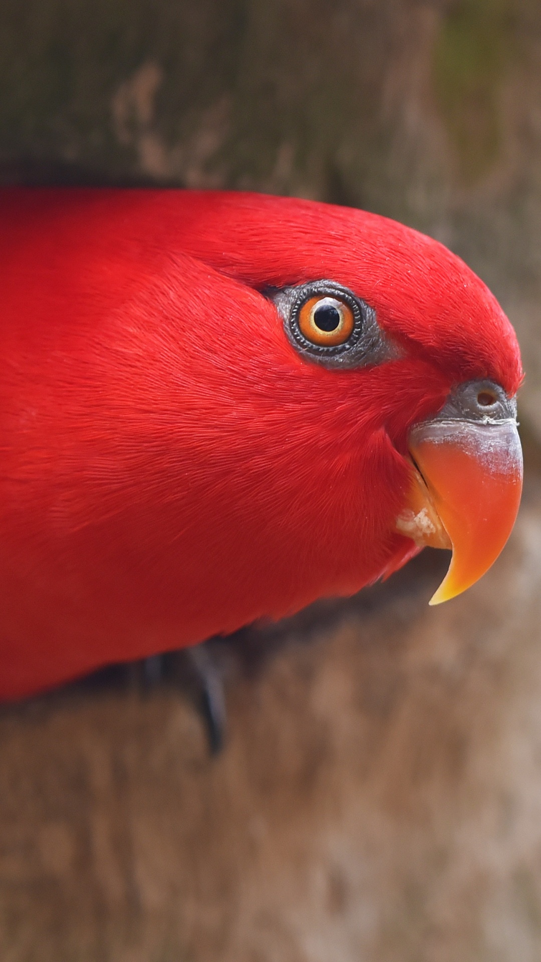 Обои волнистый попугайчик, птица, клюв, лорикет, попугай в разрешении 1080x1920