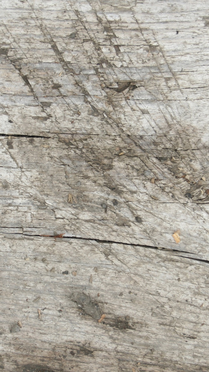 Обои древесина, обнажение, каменная стена, текстура, рок в разрешении 720x1280