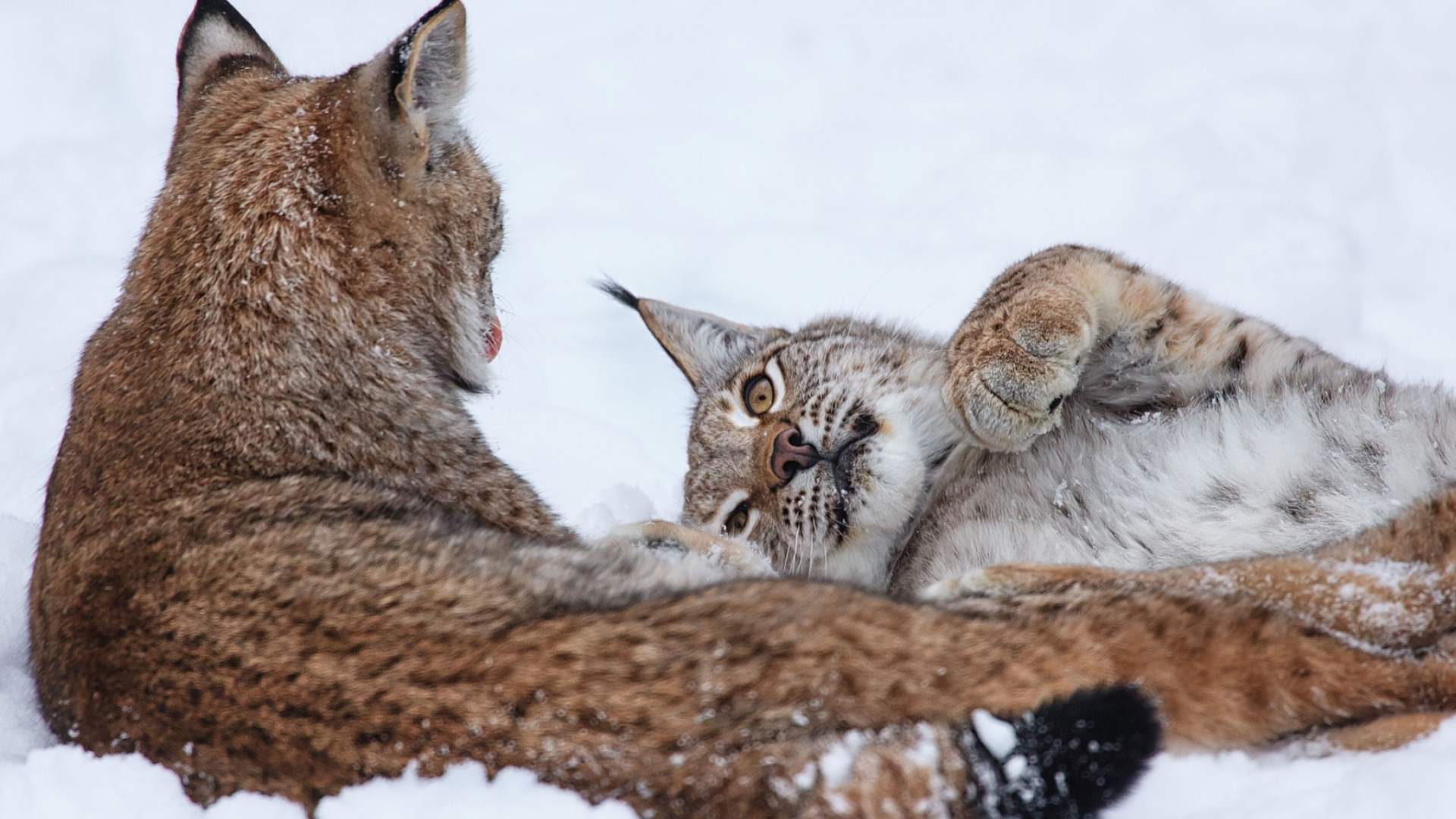 Обои котенок, рысь, большая кошка, кошки малого и среднего размера, фауна в разрешении 1920x1080
