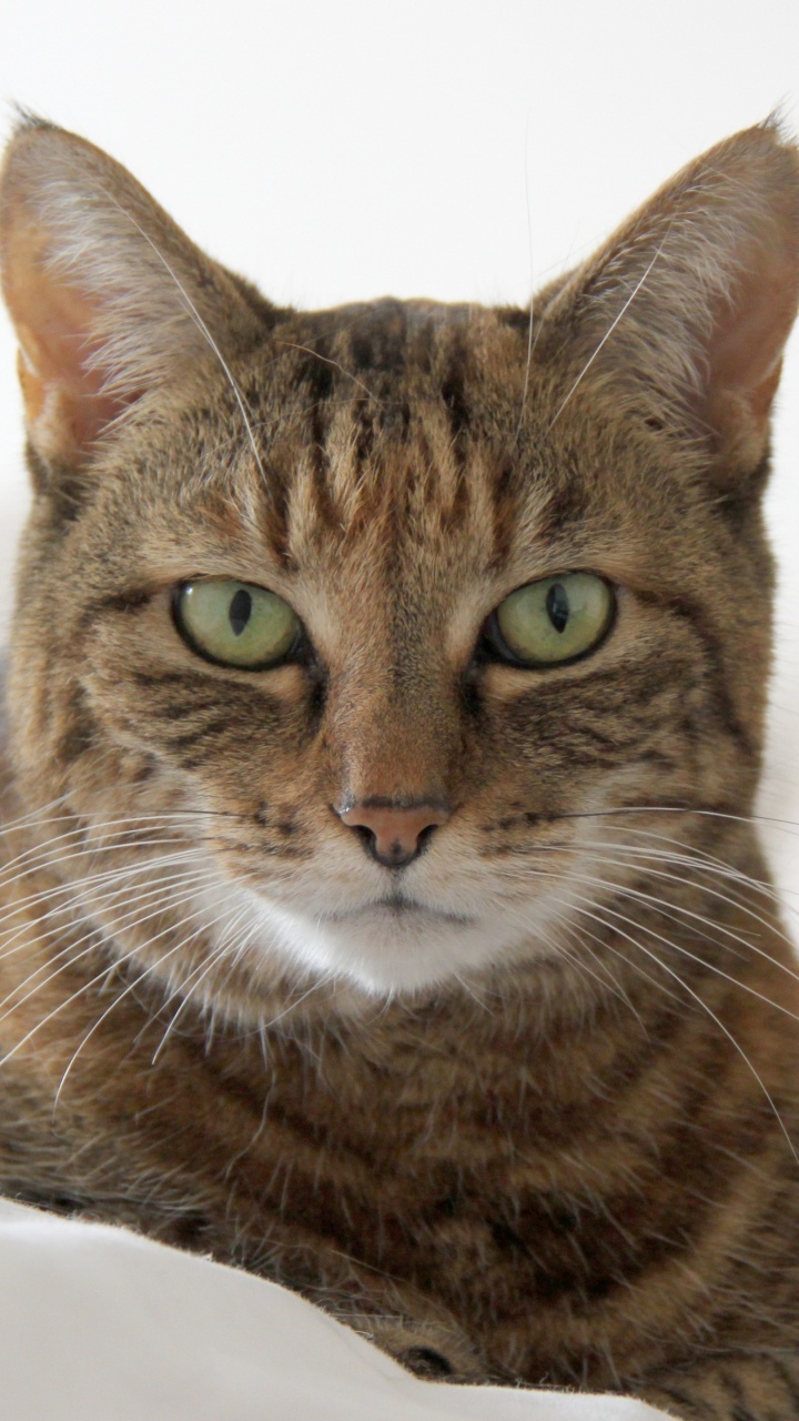 Обои полосатый кот, котенок, кошачьих, млекопитающее, млекопитающие в разрешении 720x1280