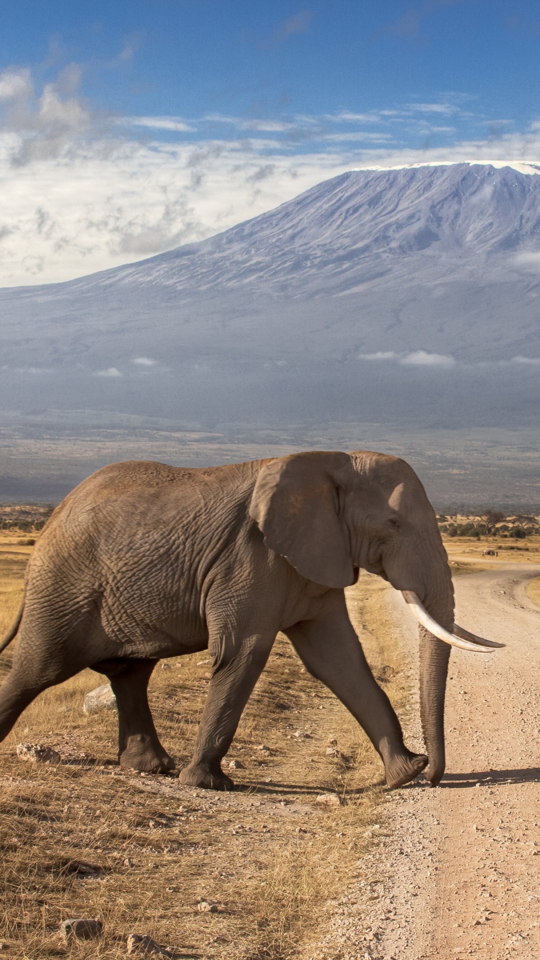Обои Национальный Парк Амбосели, масаи Мара, сафари, Слон, слоны и мамонты в разрешении 1080x1920