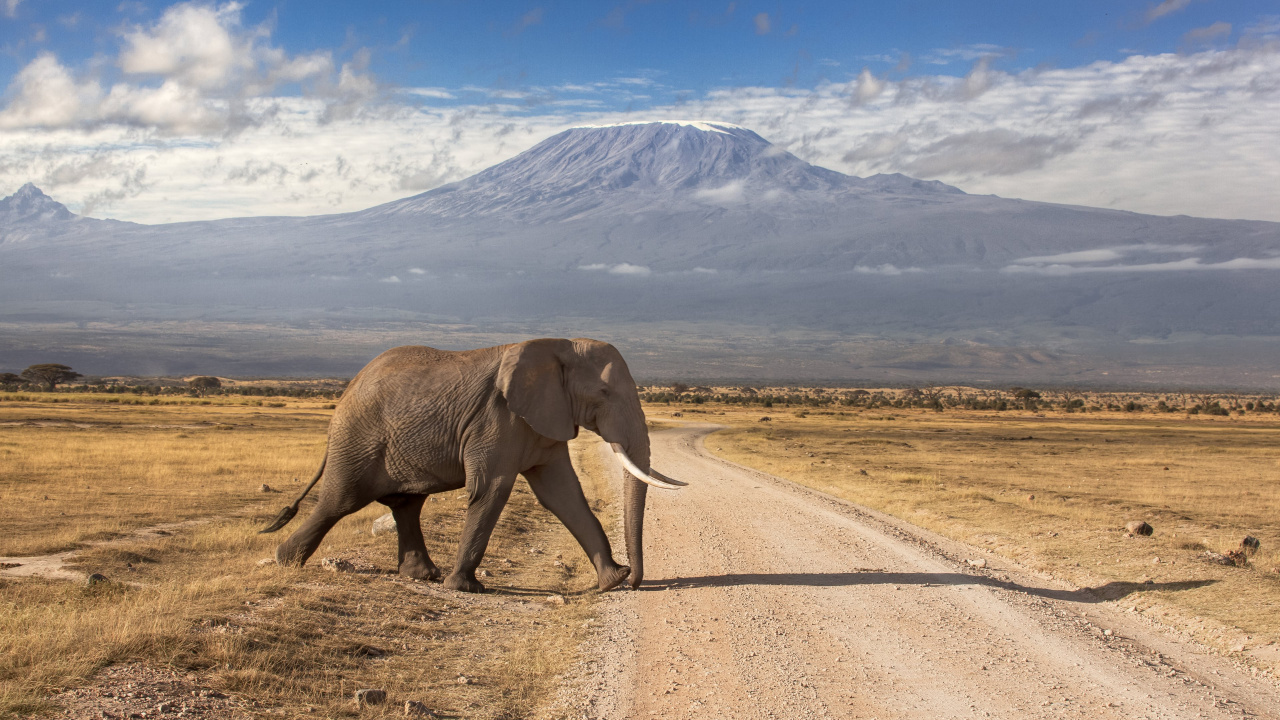 Обои Национальный Парк Амбосели, масаи Мара, сафари, Слон, слоны и мамонты в разрешении 1280x720