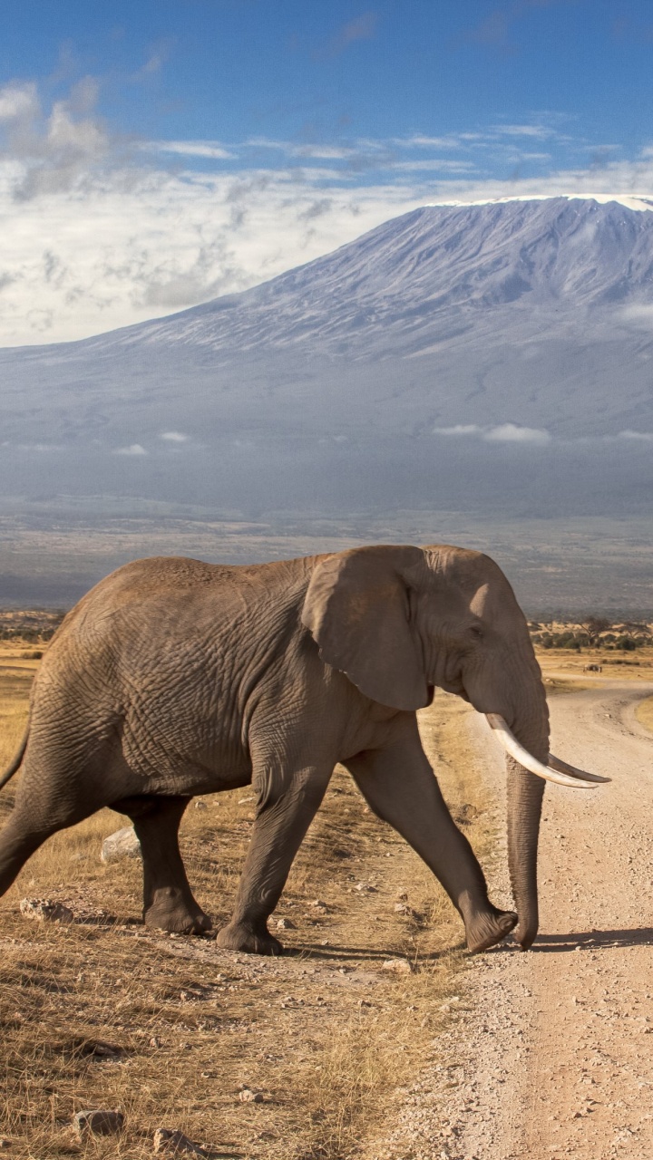 Обои Национальный Парк Амбосели, масаи Мара, сафари, Слон, слоны и мамонты в разрешении 720x1280