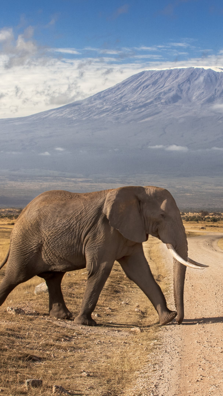 Обои Национальный Парк Амбосели, масаи Мара, сафари, Слон, слоны и мамонты в разрешении 750x1334