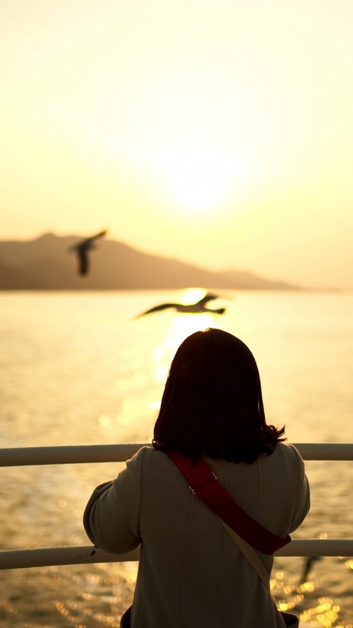 Обои закат, вода, морская птица, утро, море в разрешении 720x1280