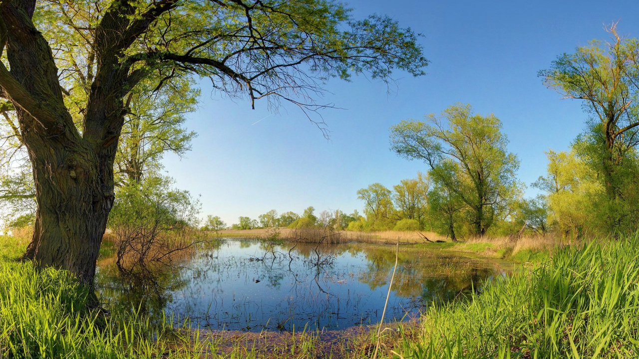 Обои природа, дерево, природный заповедник, отражение, растительность в разрешении 1280x720