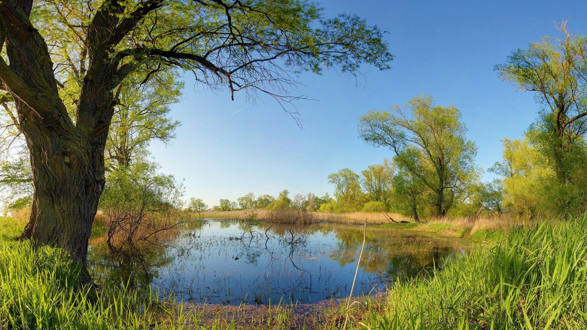 Обои природа, дерево, природный заповедник, отражение, растительность в разрешении 1920x1080