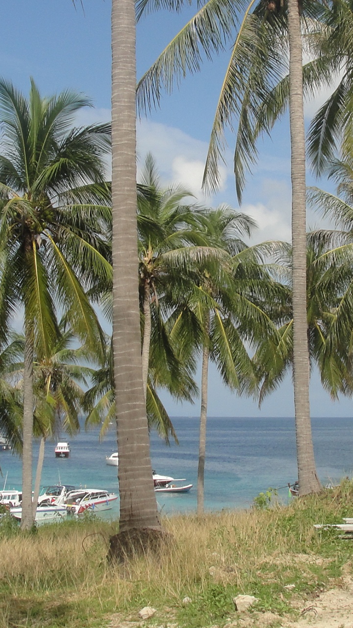 Обои тропическая зона, Таиланд, море, дерево, Пальма в разрешении 720x1280