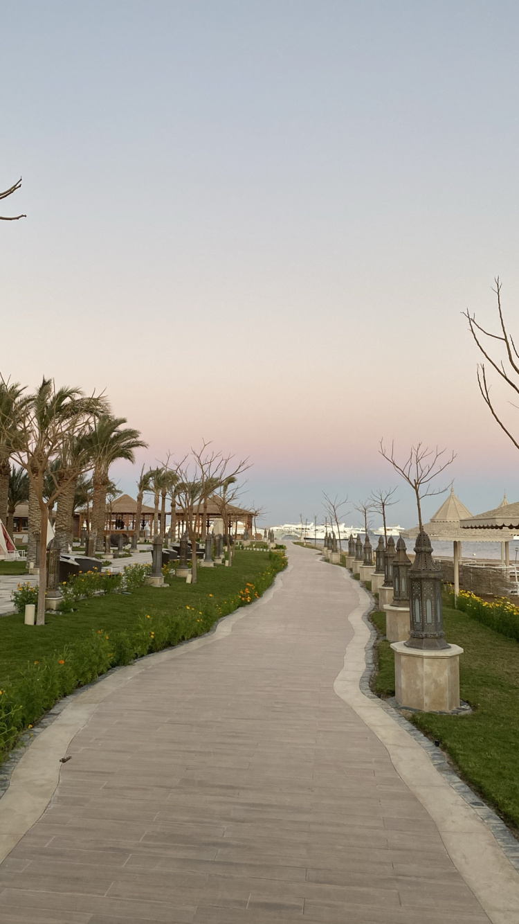 Обои пальмовые рощи, дорога, растение, инфраструктура, вода в разрешении 750x1334