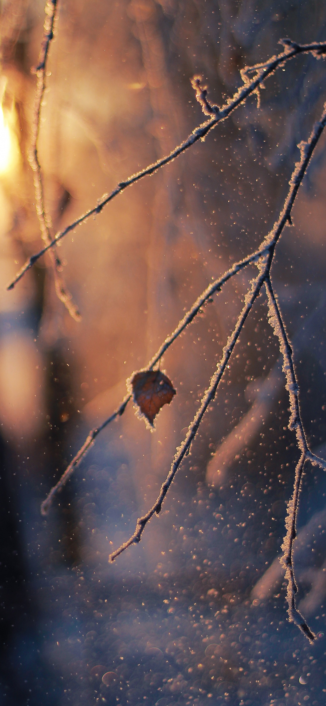 Обои ветвь, прут, солнечный свет, зима, мороз в разрешении 1125x2436