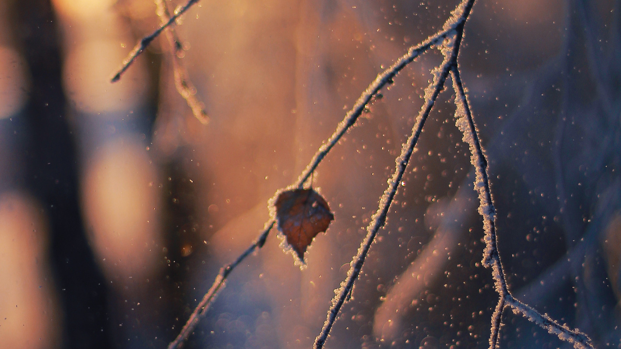 Обои ветвь, прут, солнечный свет, зима, мороз в разрешении 1280x720