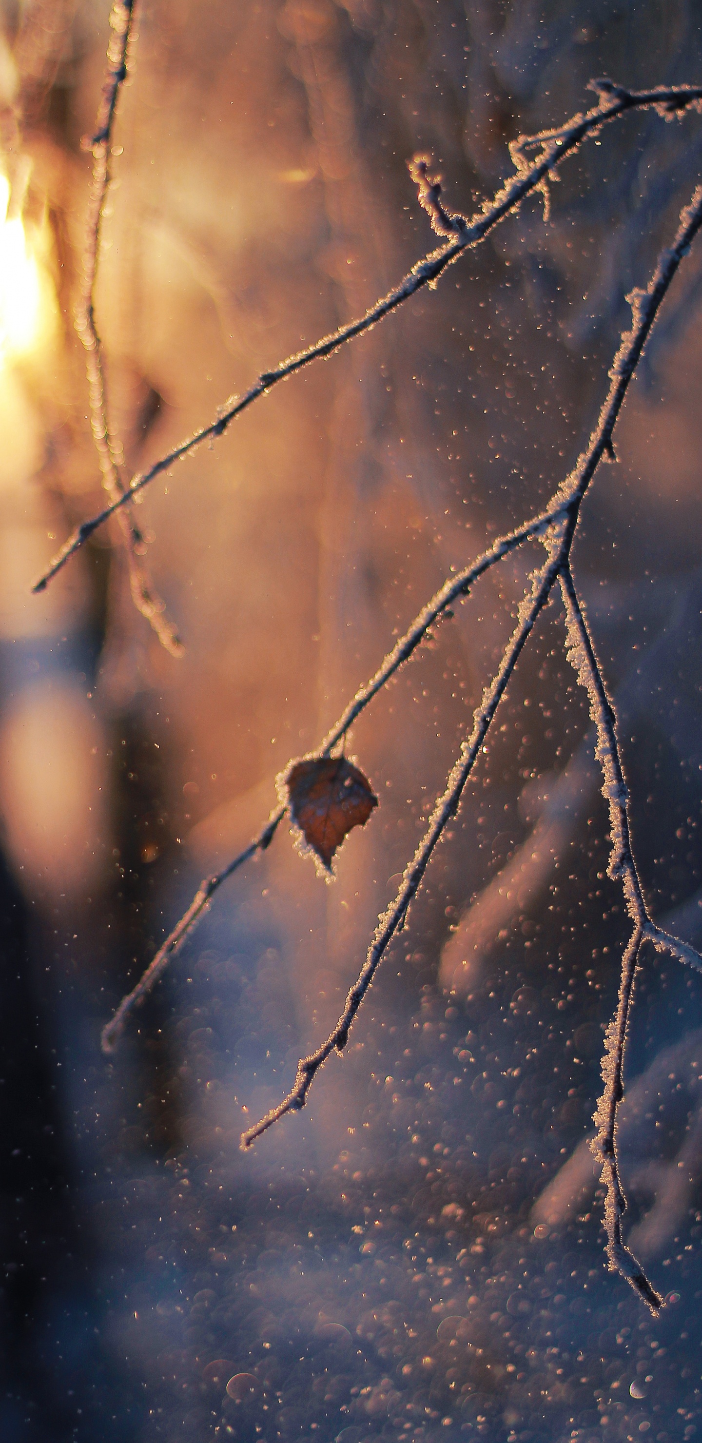 Обои ветвь, прут, солнечный свет, зима, мороз в разрешении 1440x2960