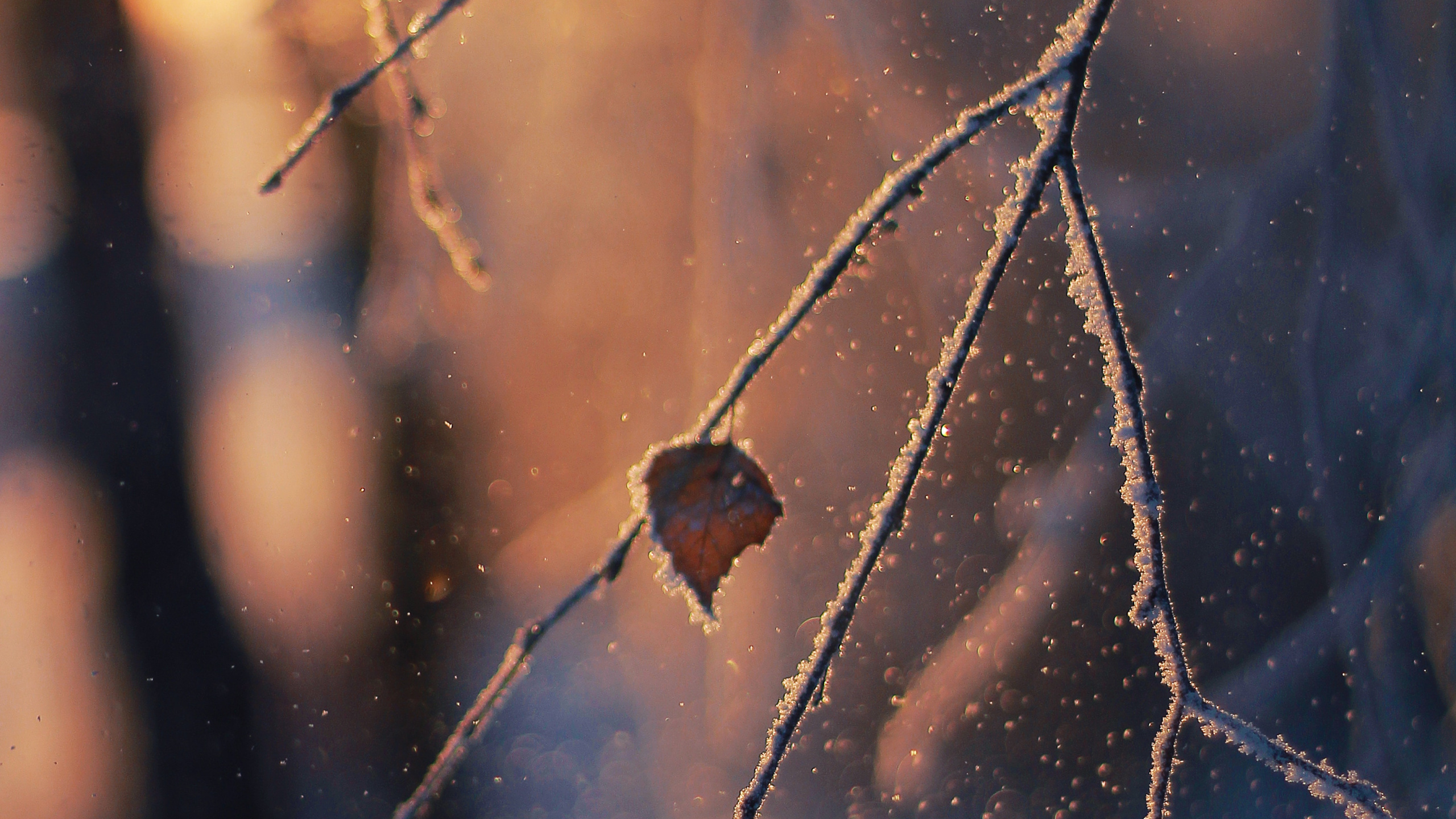 Обои ветвь, прут, солнечный свет, зима, мороз в разрешении 2560x1440