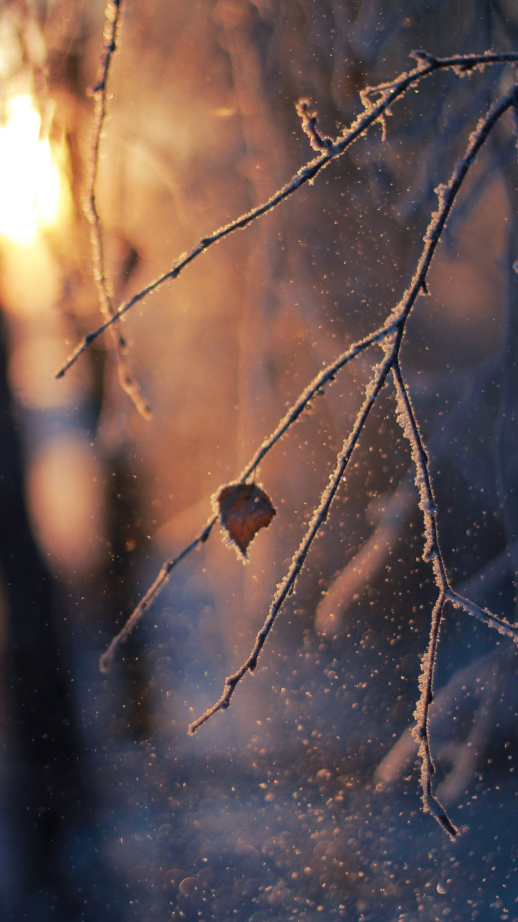 Обои ветвь, прут, солнечный свет, зима, мороз в разрешении 750x1334