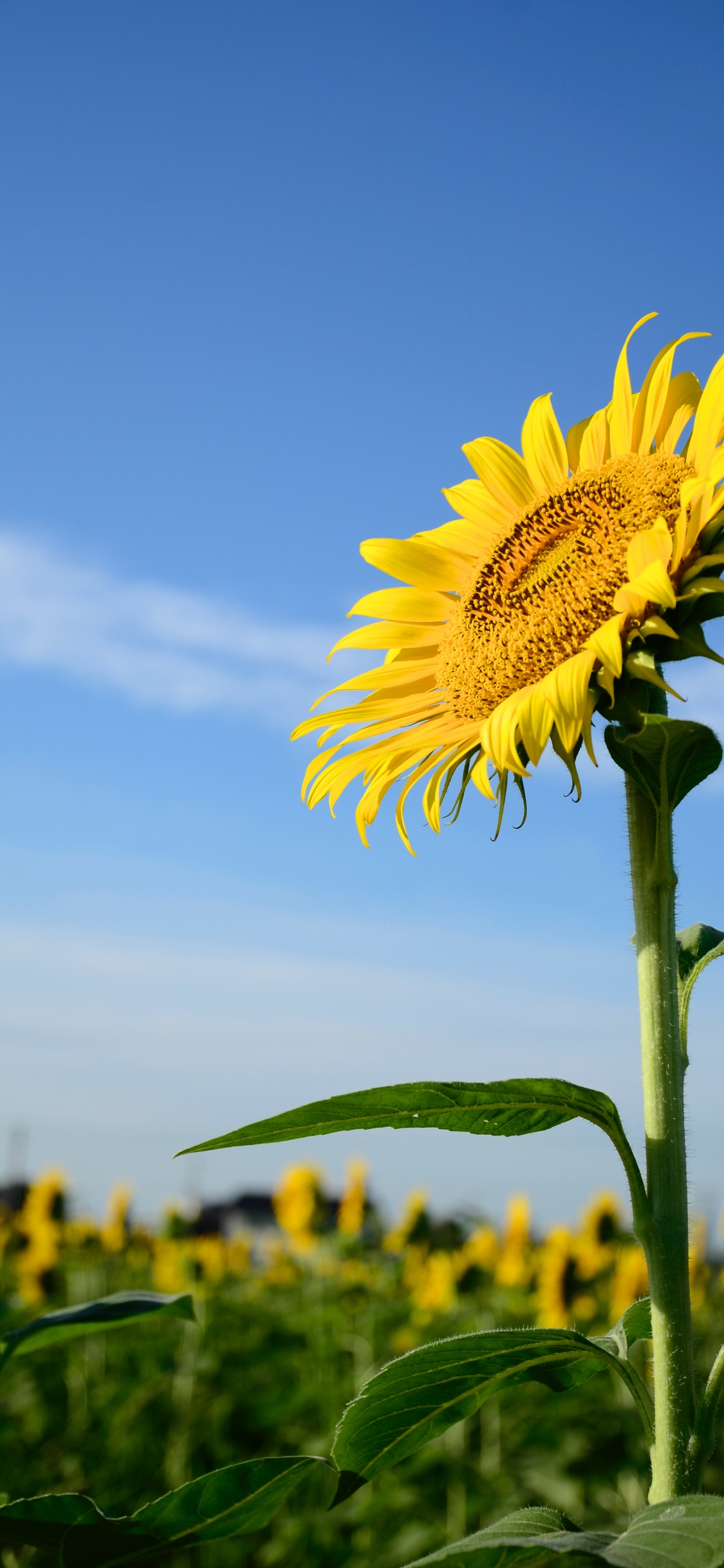 Обои общие подсолнуха, цветок, стебель растения, семья ромашек, растение в разрешении 1125x2436