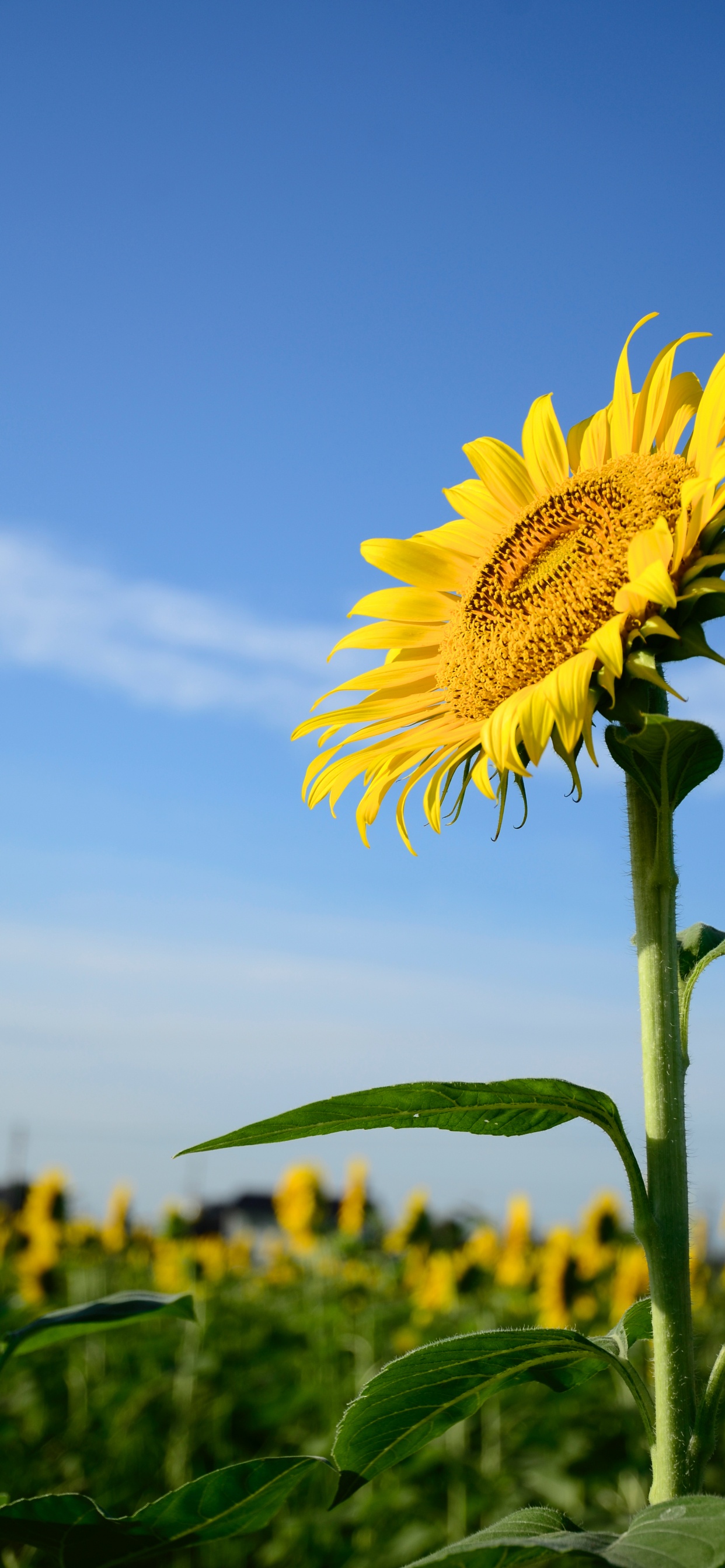 Обои общие подсолнуха, цветок, стебель растения, семья ромашек, растение в разрешении 1242x2688