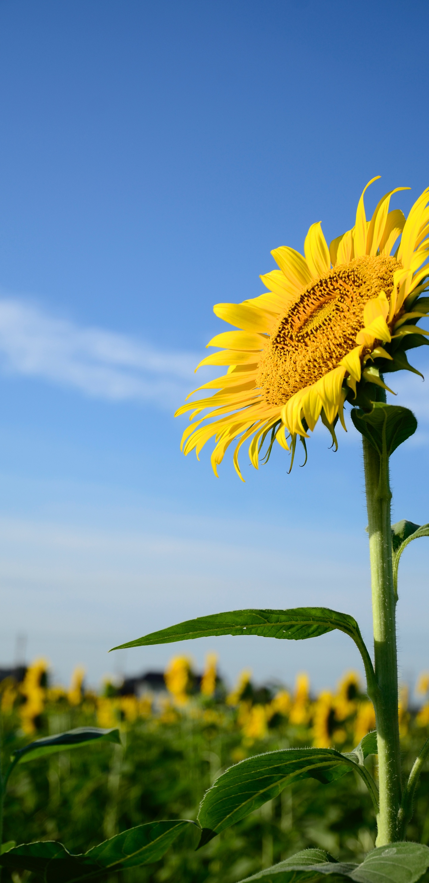 Обои общие подсолнуха, цветок, стебель растения, семья ромашек, растение в разрешении 1440x2960
