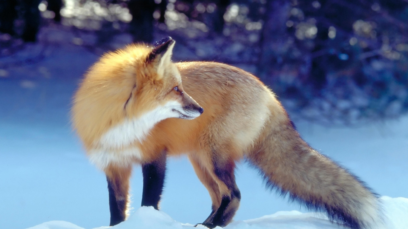 Обои рыжая лисица, живая природа, морда, мордочка, фауна в разрешении 1366x768