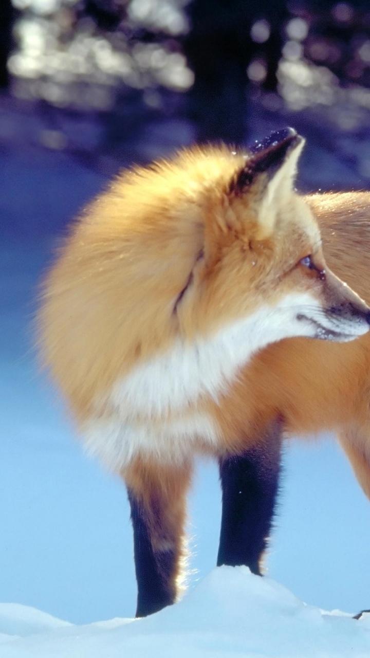 Обои рыжая лисица, живая природа, морда, мордочка, фауна в разрешении 720x1280