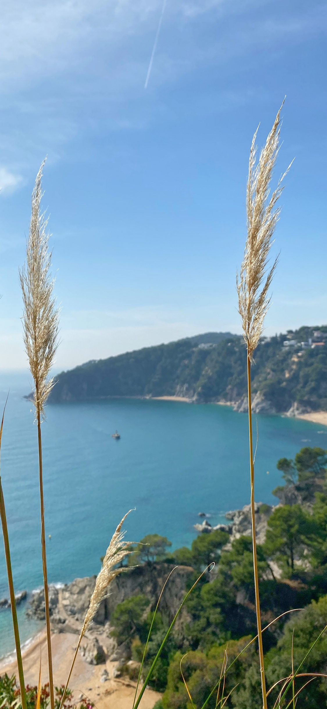 Обои море, трава, растительность, побережье, лазурный в разрешении 1125x2436