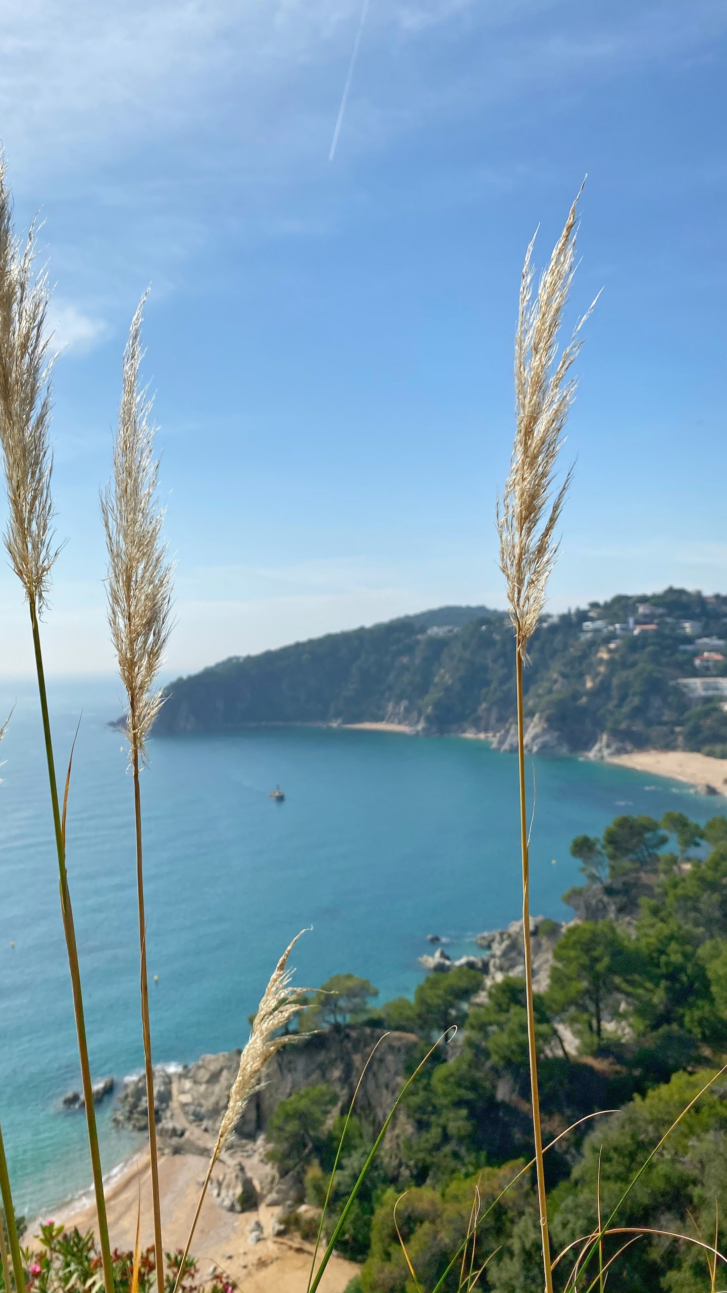 Обои море, трава, растительность, побережье, лазурный в разрешении 1440x2560