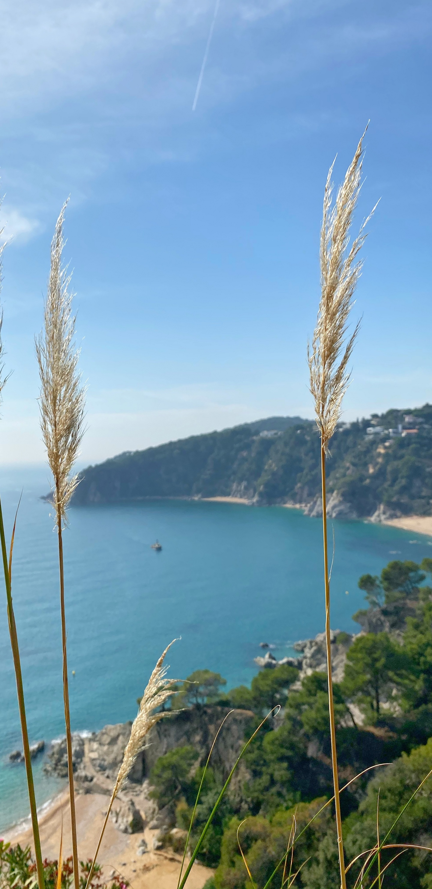 Обои море, трава, растительность, побережье, лазурный в разрешении 1440x2960