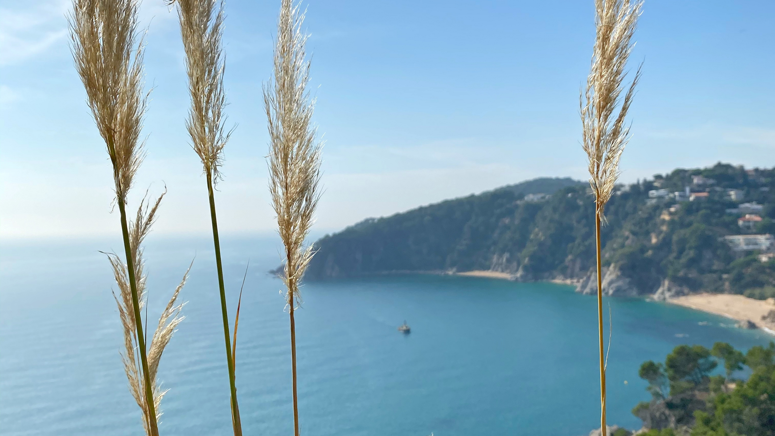 Обои море, трава, растительность, побережье, лазурный в разрешении 2560x1440