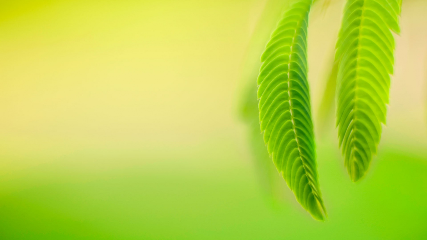 Обои windows, windows 10, Windows 8, windows 8 1, microsoft windows в разрешении 1366x768