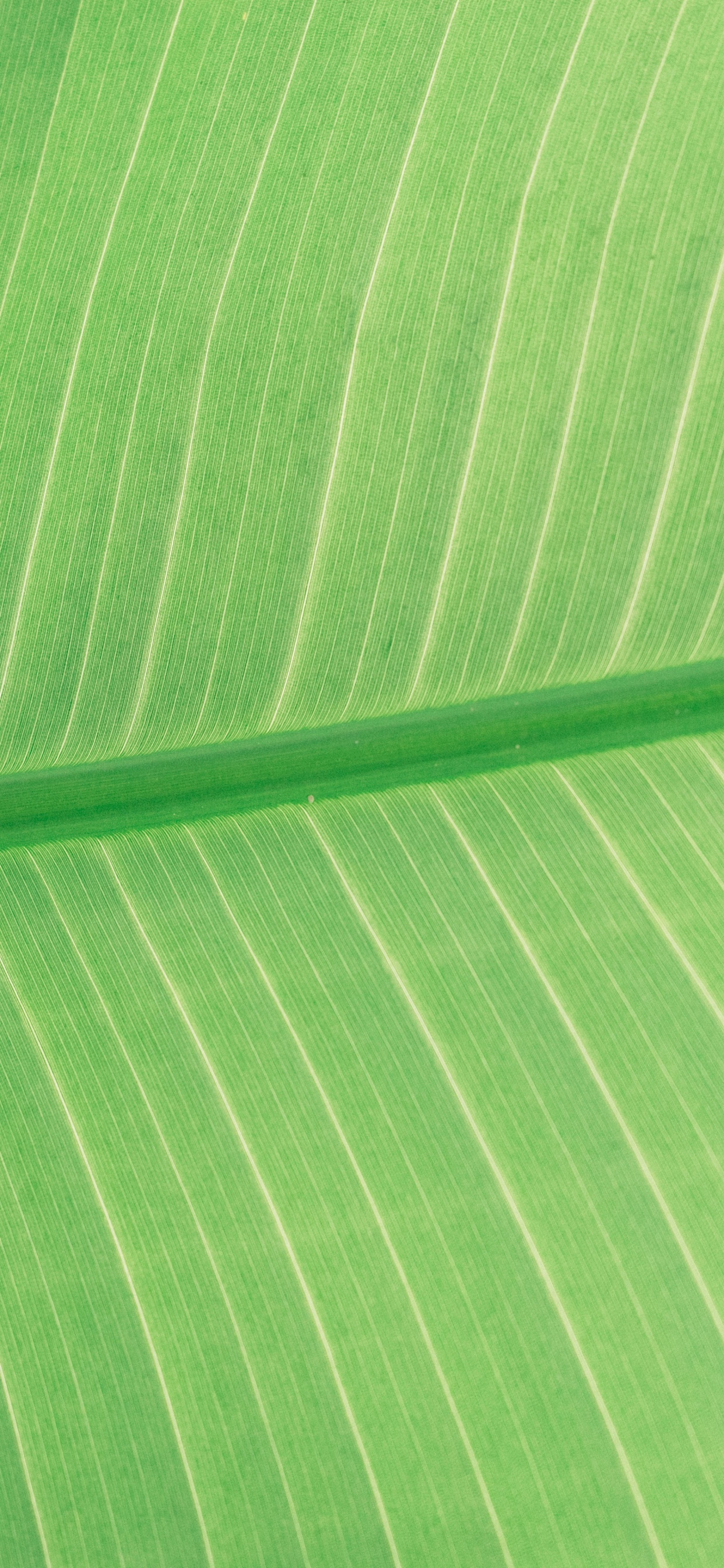 Обои зеленый, лист, банановые листья, растение, линия в разрешении 1242x2688