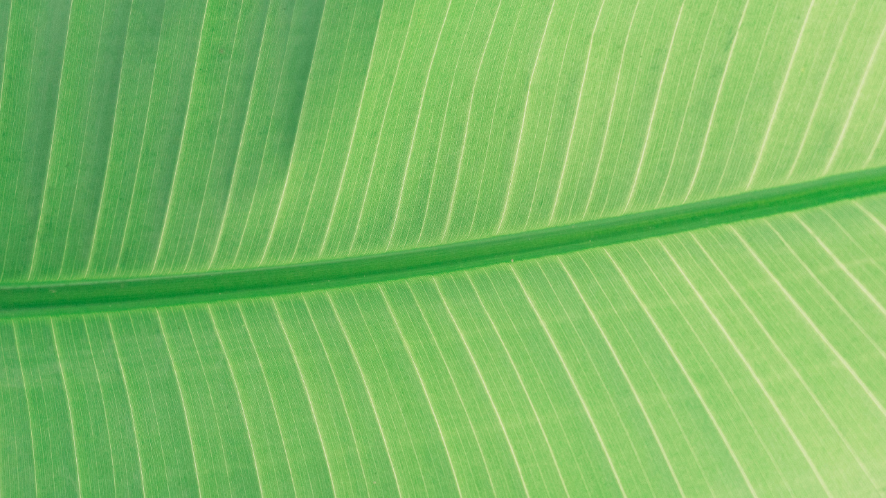 Обои зеленый, лист, банановые листья, растение, линия в разрешении 1280x720