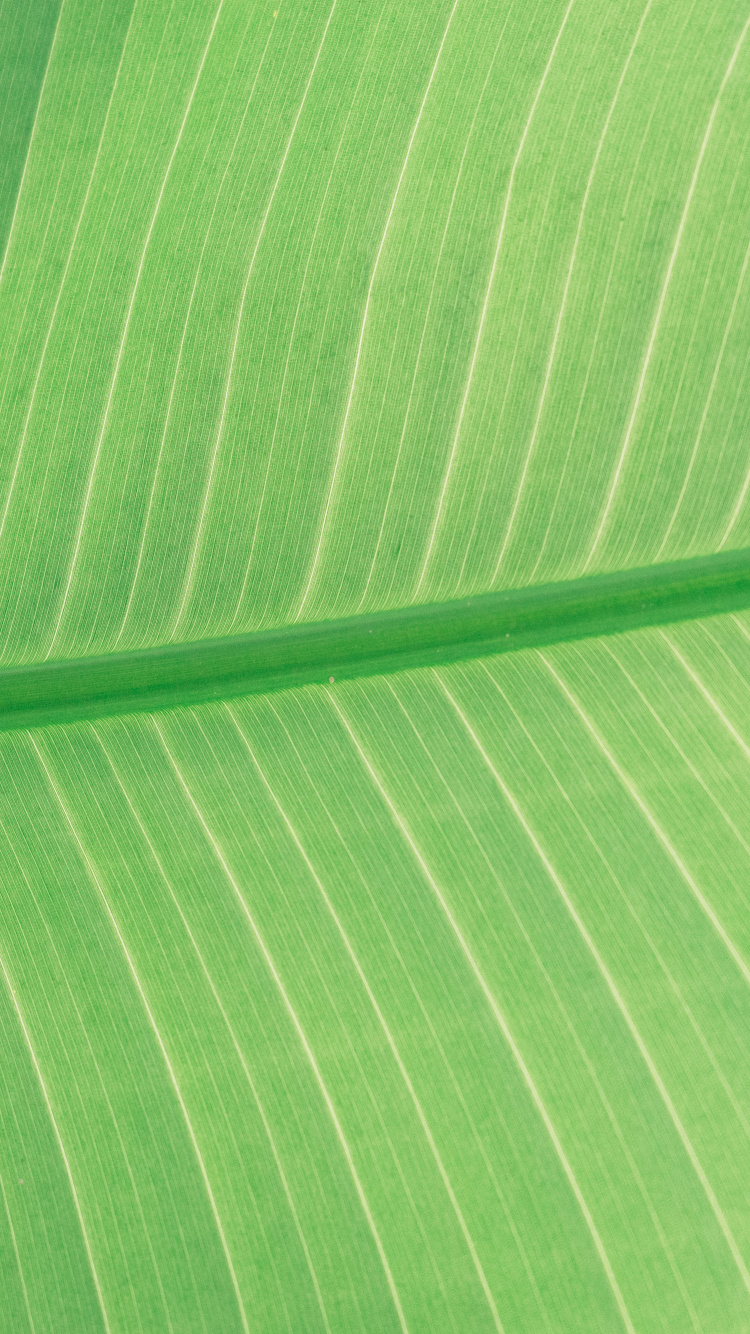 Обои зеленый, лист, банановые листья, растение, линия в разрешении 750x1334