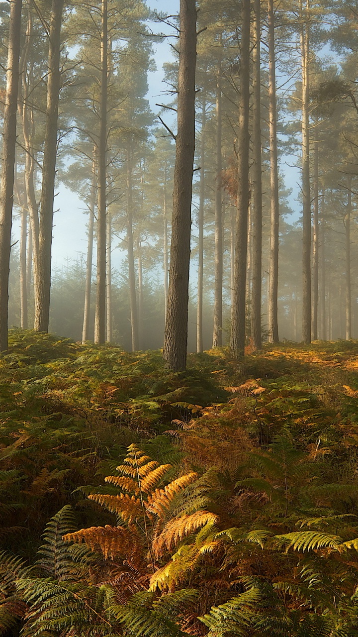 Обои лес, дерево, природа, лесистая местность, растительность в разрешении 720x1280