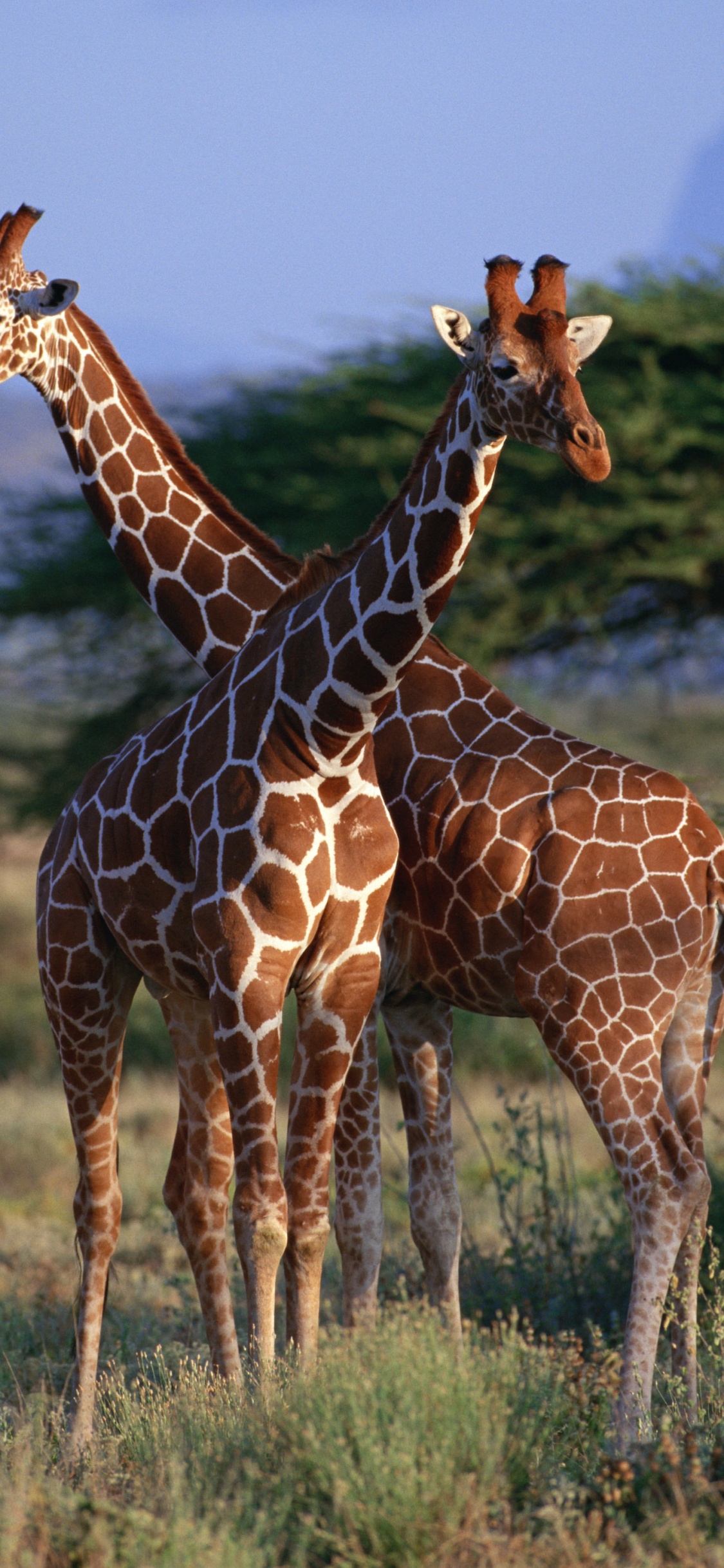 Обои Жираф, наземные животные, жирафовые, живая природа, Северный жираф в разрешении 1125x2436