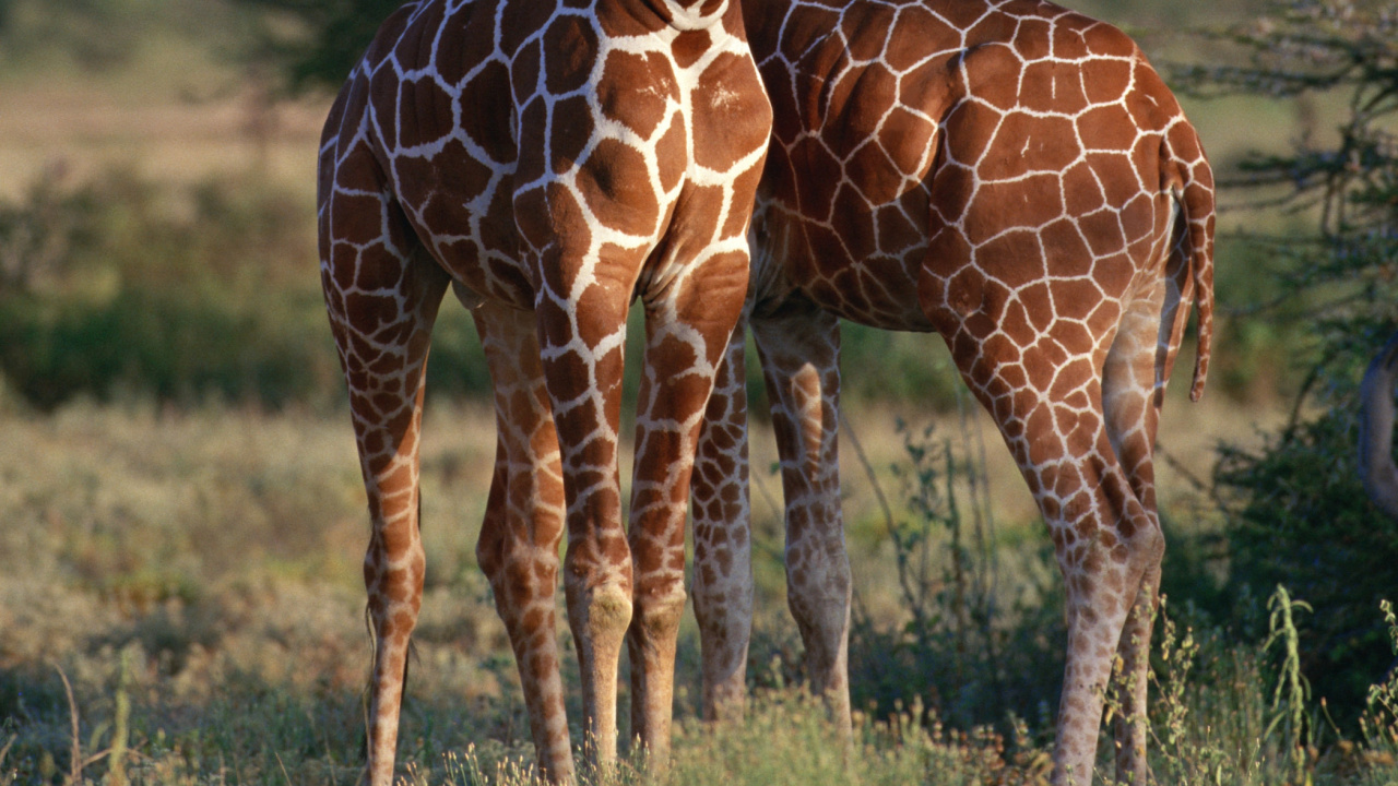 Обои Жираф, наземные животные, жирафовые, живая природа, Северный жираф в разрешении 1280x720