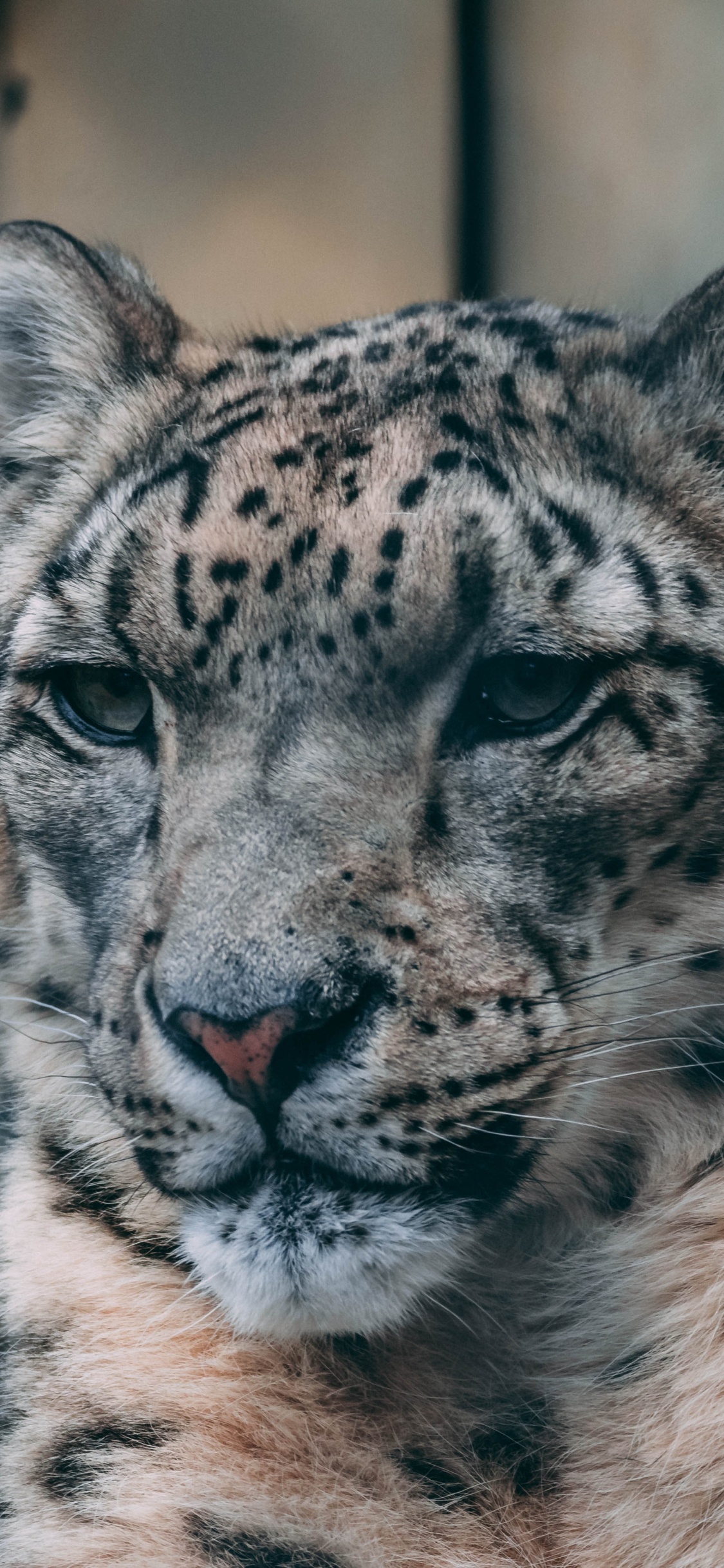 Обои живая природа, снежный Барс, наземные животные, кошачьих, бакенбарды в разрешении 1125x2436