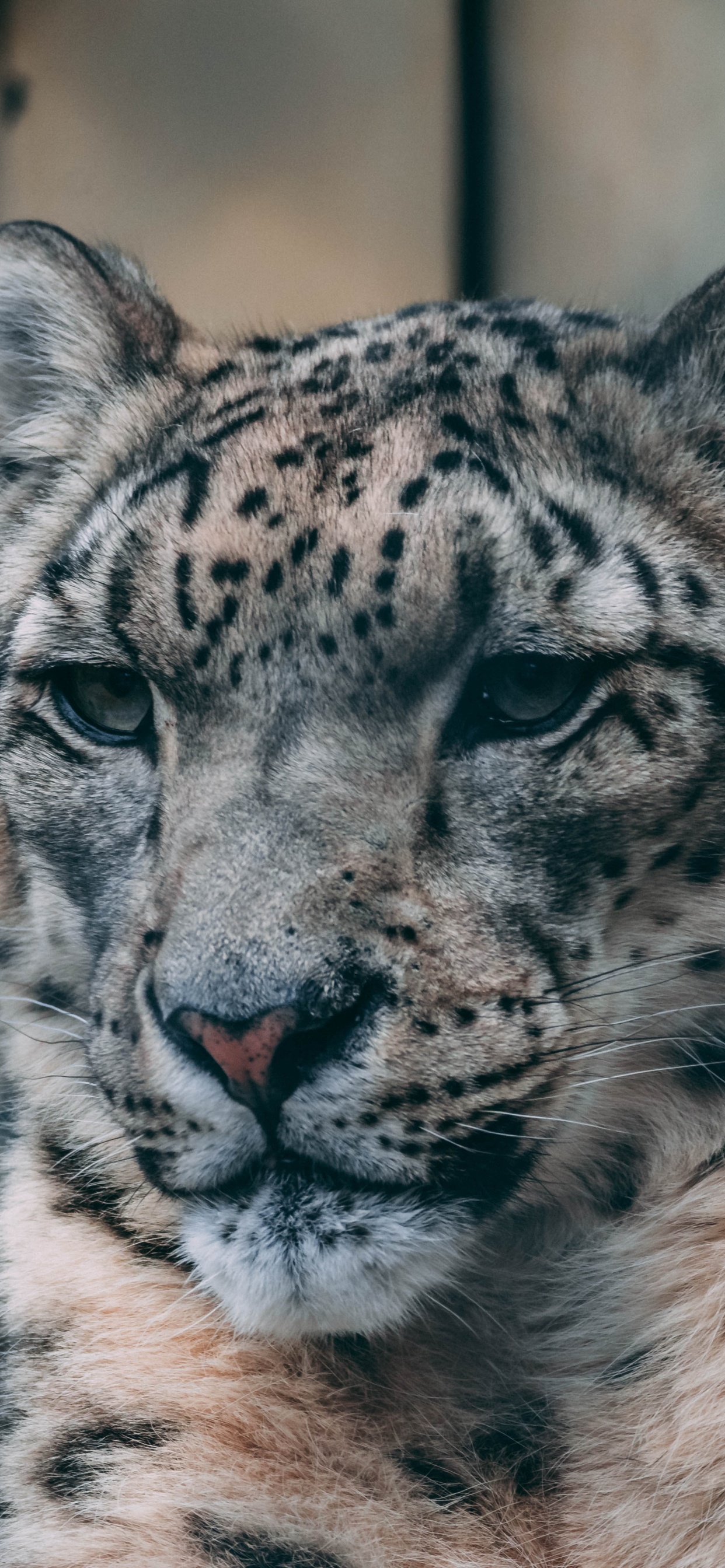 Обои живая природа, снежный Барс, наземные животные, кошачьих, бакенбарды в разрешении 1242x2688