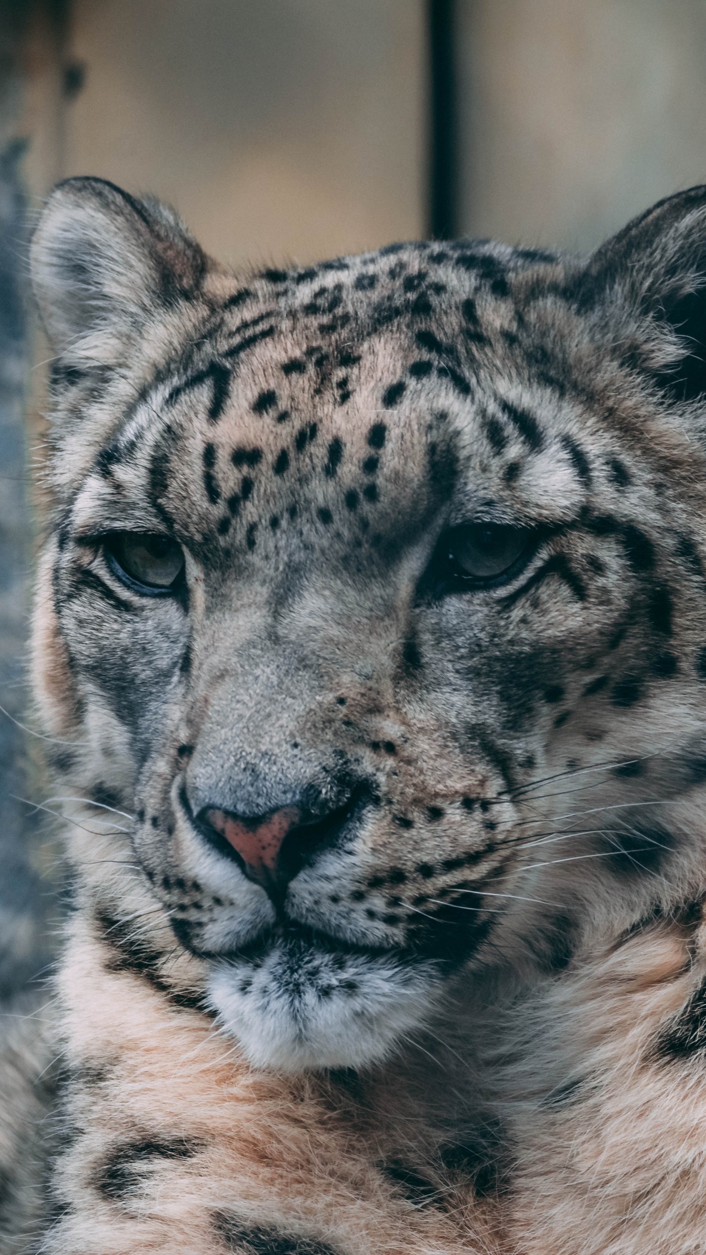 Обои живая природа, снежный Барс, наземные животные, кошачьих, бакенбарды в разрешении 1440x2560