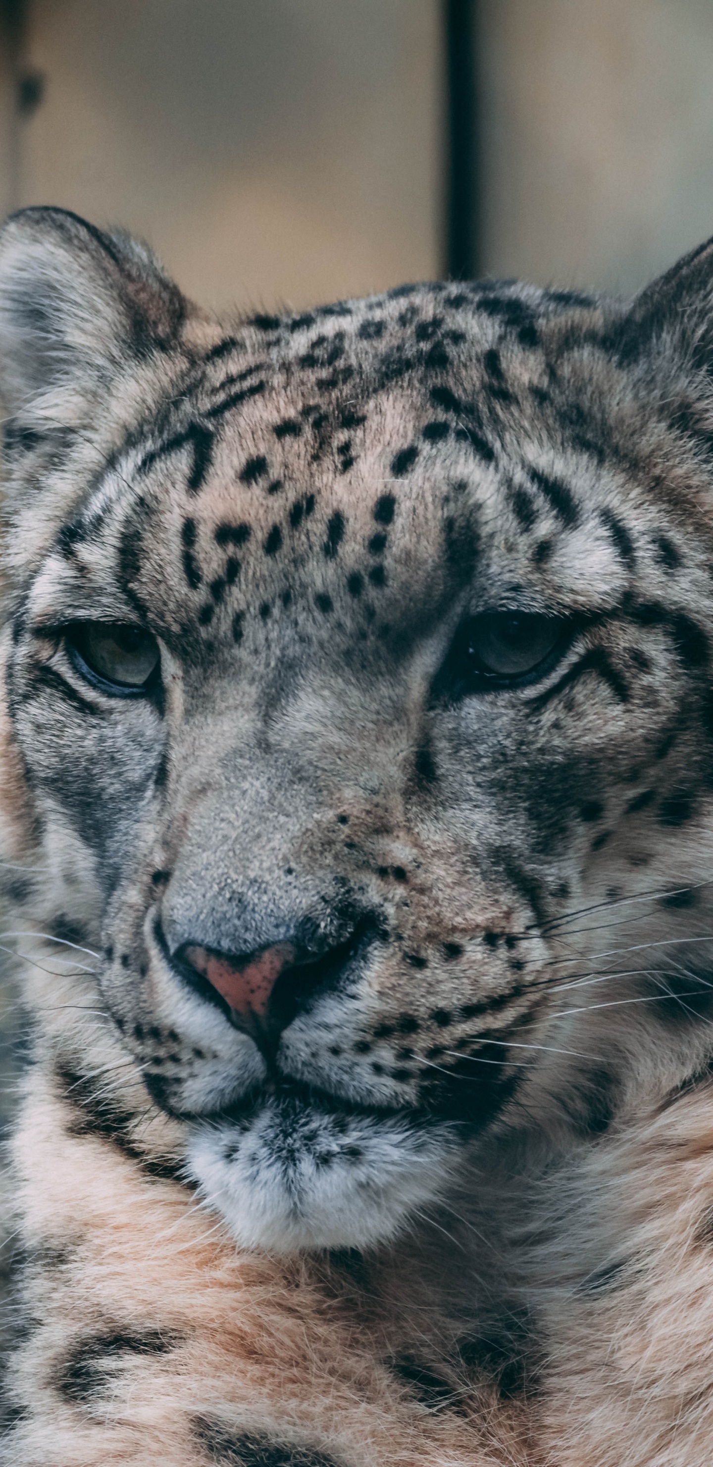 Обои живая природа, снежный Барс, наземные животные, кошачьих, бакенбарды в разрешении 1440x2960