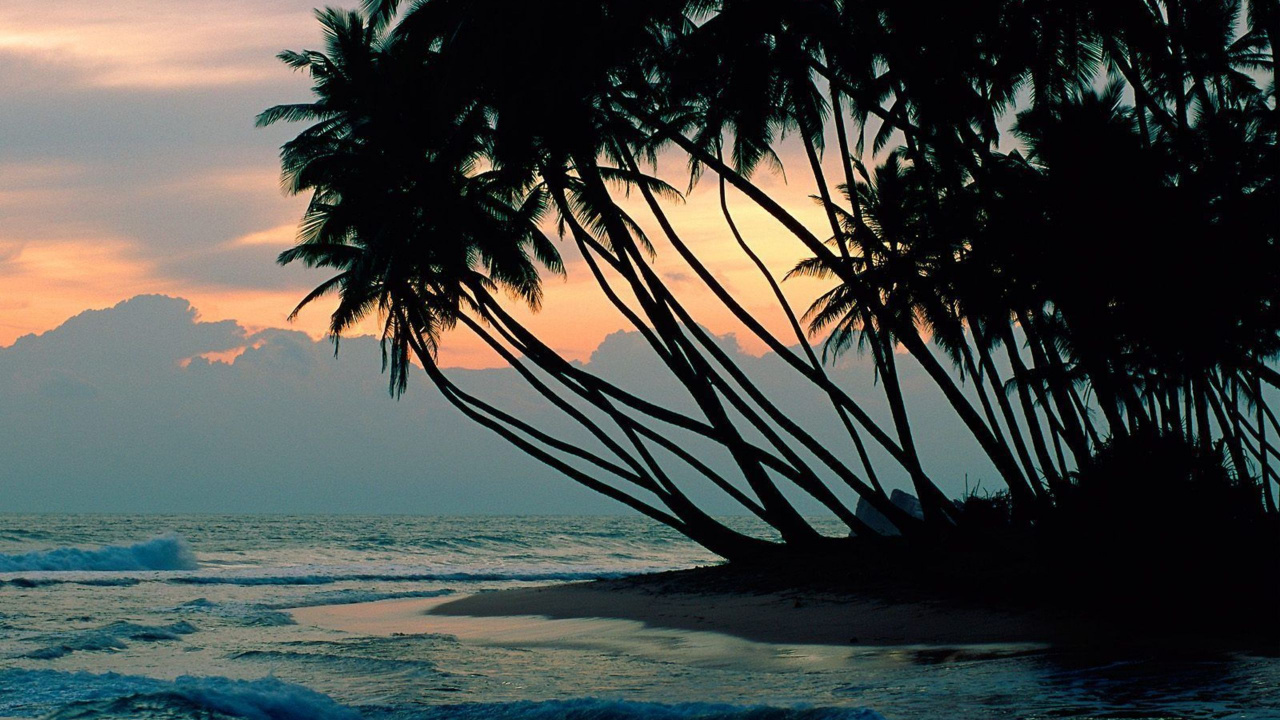 Обои дерево, тропическая зона, Пальма, море, океан в разрешении 1280x720