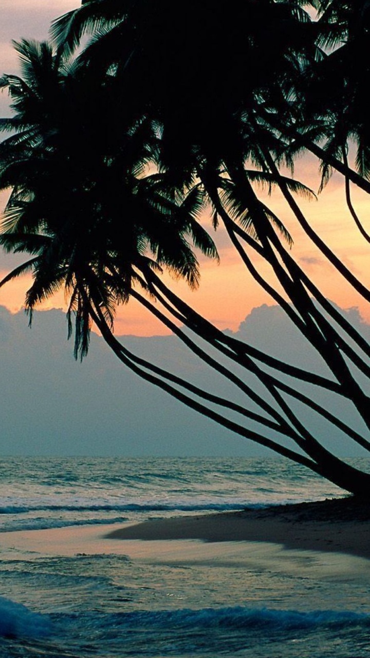 Обои дерево, тропическая зона, Пальма, море, океан в разрешении 720x1280