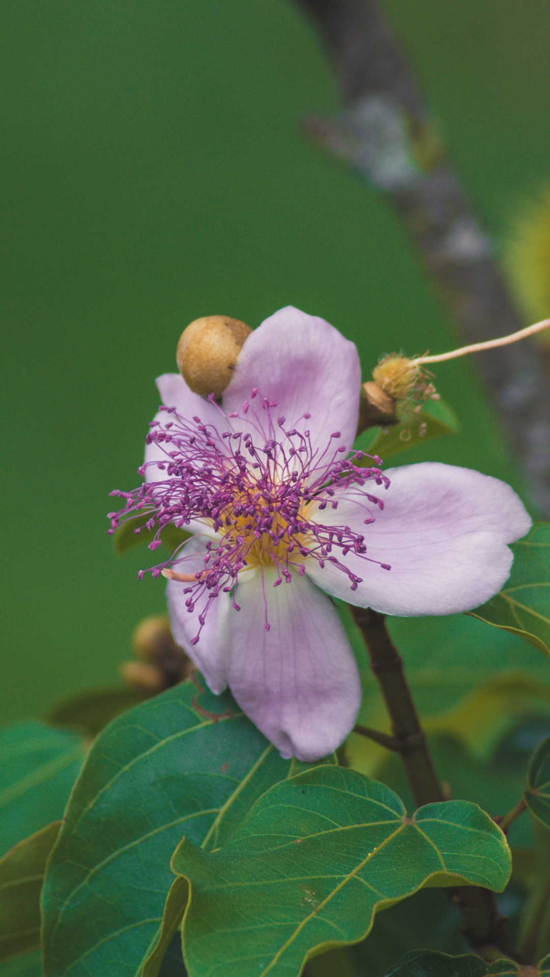 Обои лепесток, дерево, цветковое растение, расцвет, цветение вишни в разрешении 1080x1920