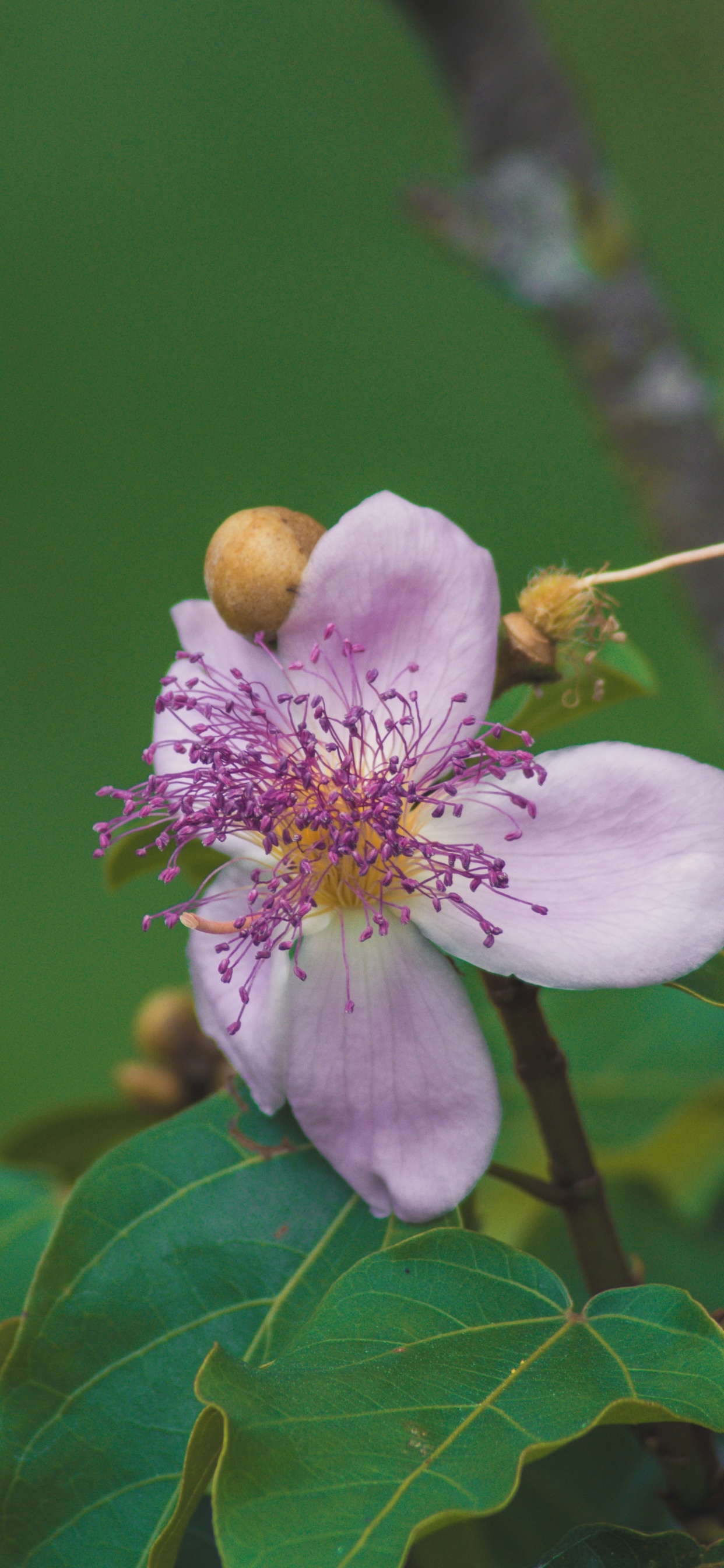 Обои лепесток, дерево, цветковое растение, расцвет, цветение вишни в разрешении 1242x2688