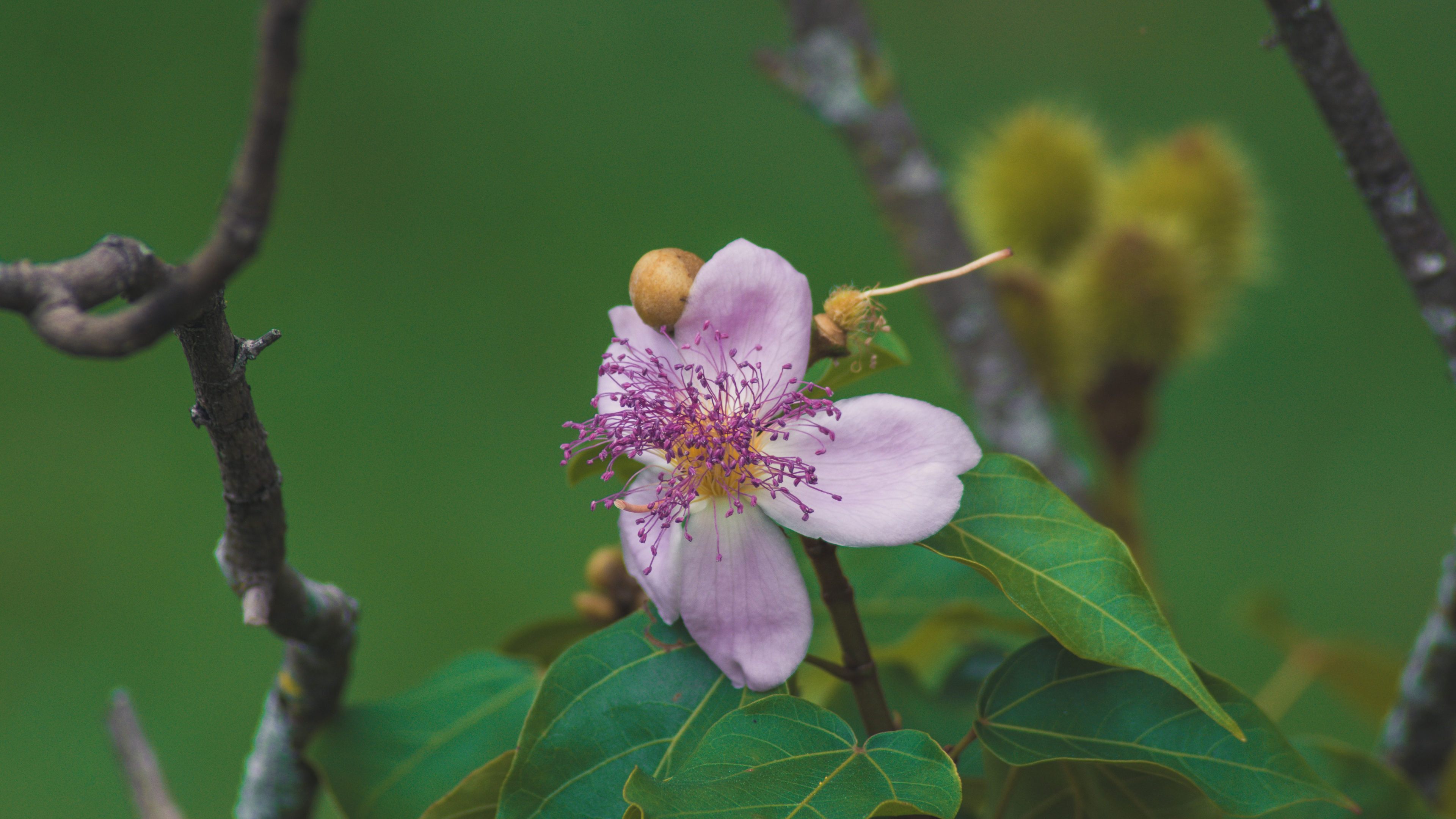 Обои лепесток, дерево, цветковое растение, расцвет, цветение вишни в разрешении 3840x2160