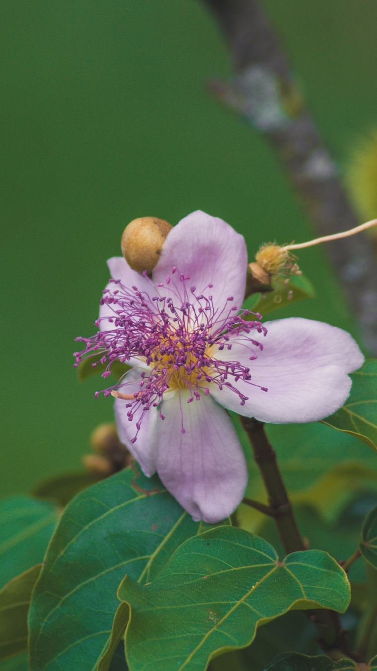 Обои лепесток, дерево, цветковое растение, расцвет, цветение вишни в разрешении 750x1334