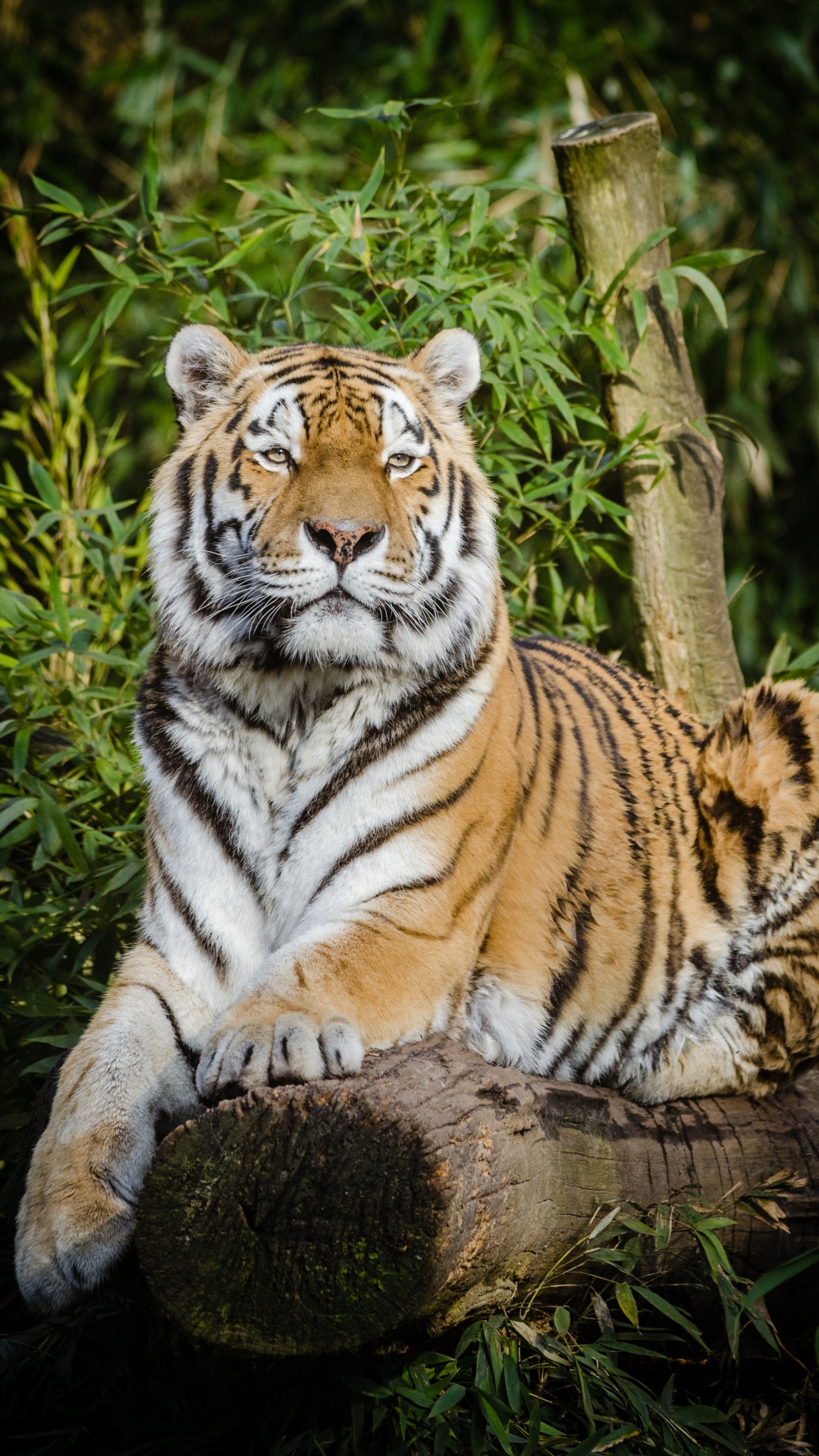 Обои Амурский тигр, кошачьих, большая кошка, котенок, бенгальский тигр в разрешении 1080x1920